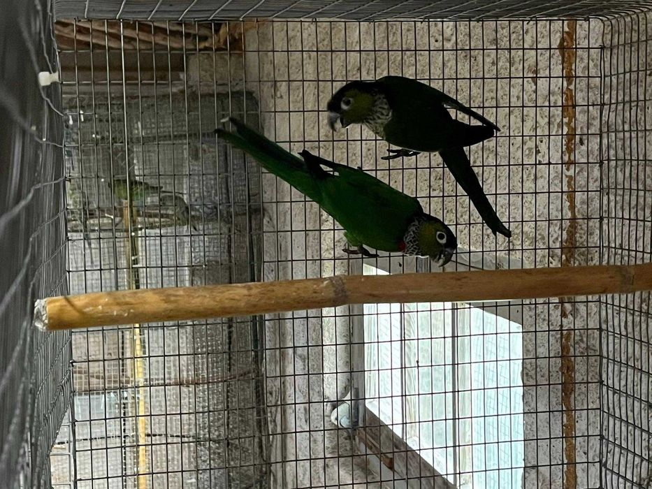 Vendo vários tipos de aves