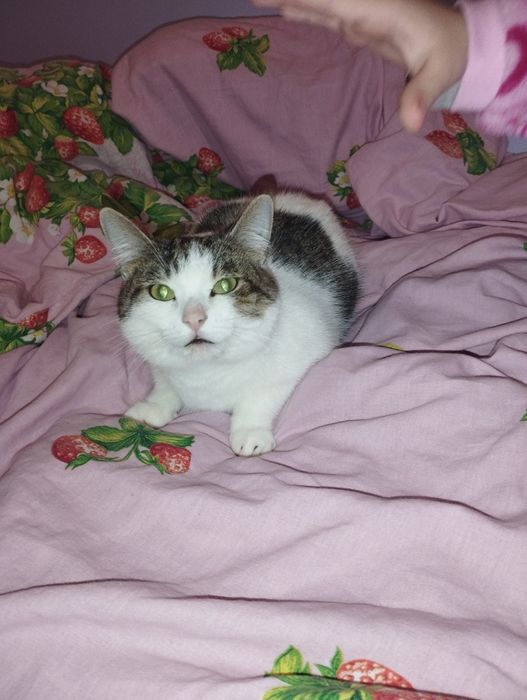 Віддам кішечку один рік стерелізована до лотка приучена