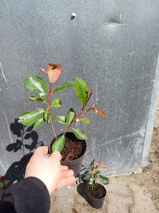 Głogownik RED ROBIN 15-30cm W DONICZCE ! PIĘKNE sadzonki - żywopłot.