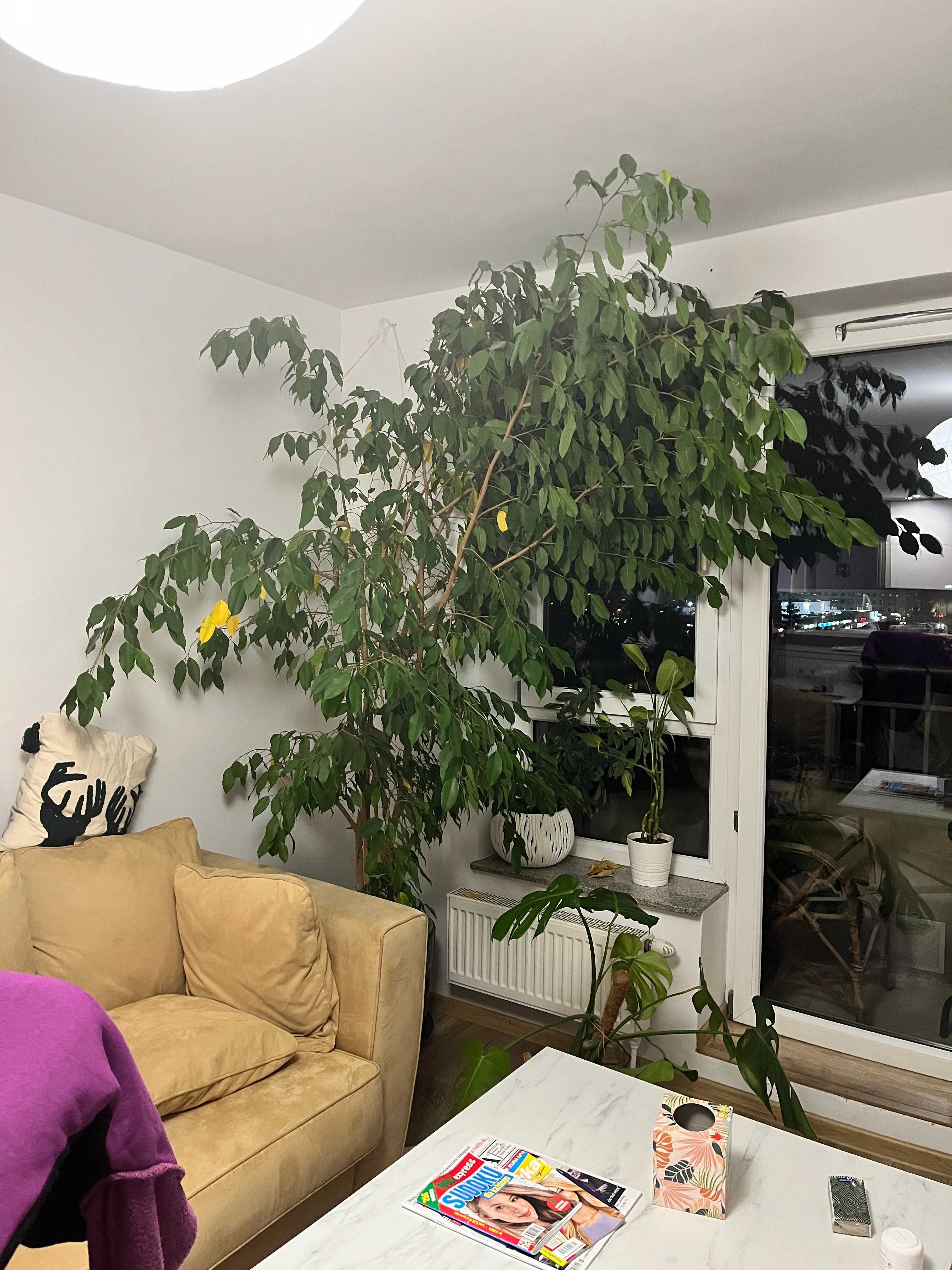 Drzewo fikus figowiec benjamina