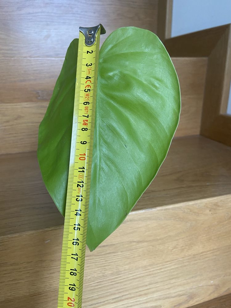 Philodendron lemon mega duży liść