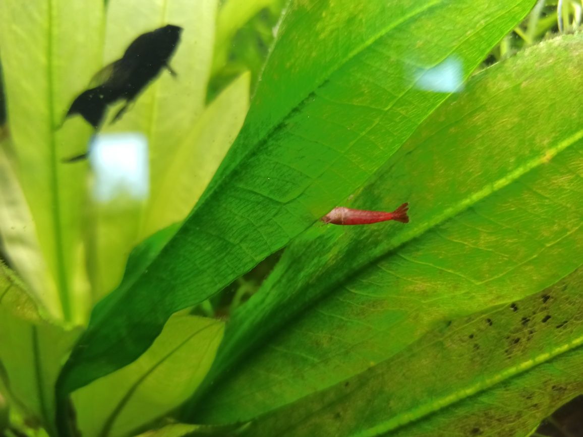 Krewetki Red Cherry