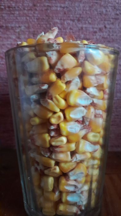 Семена кукурузы .