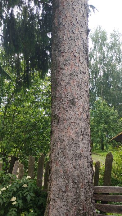 Świerk kłoda . Gruby