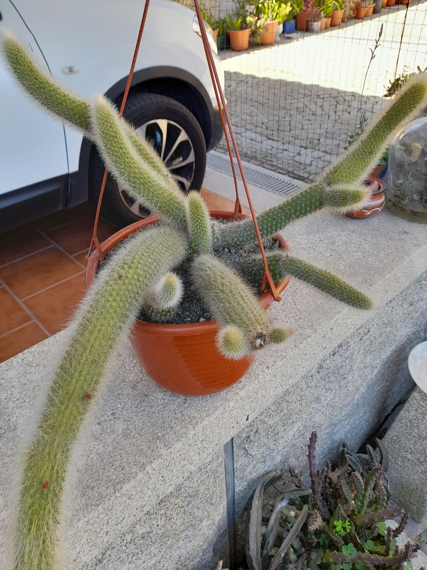 Cactos e suculentas