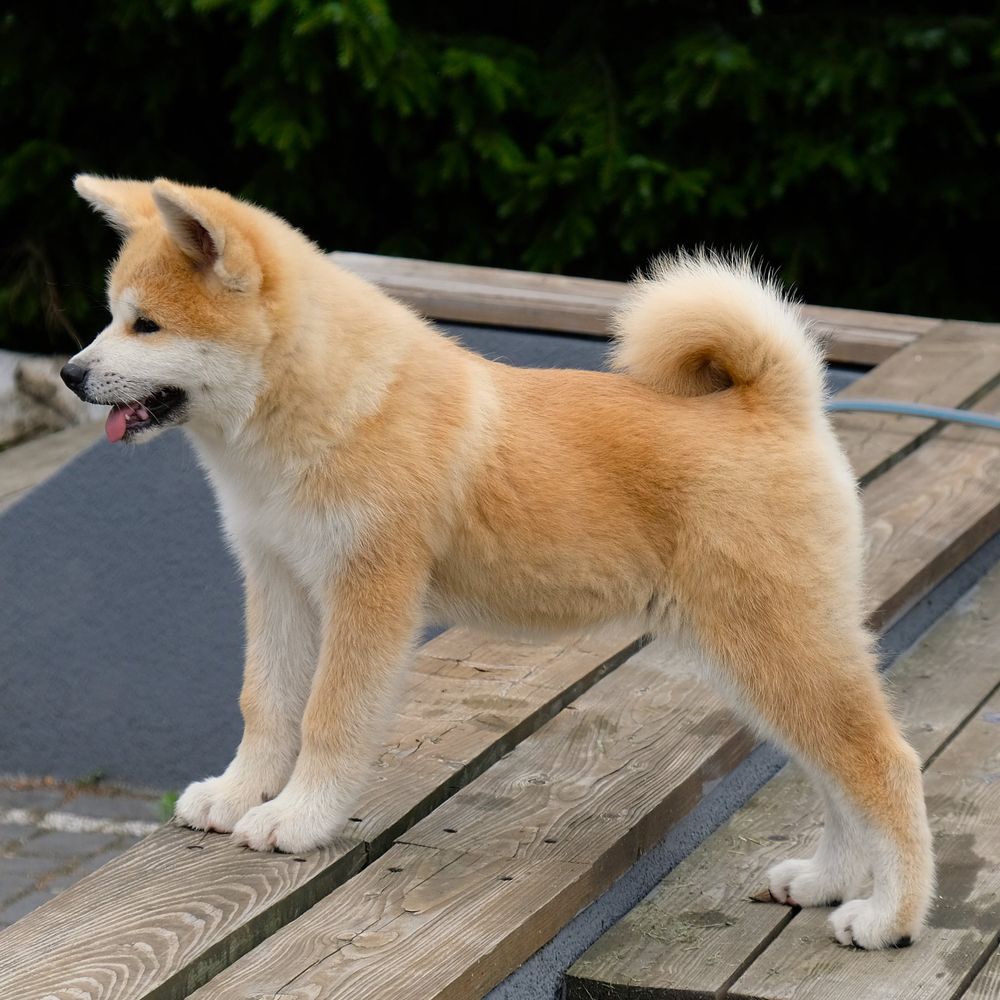 Akita inu akita japońska suczka fci zkwp gotowa do odbioru