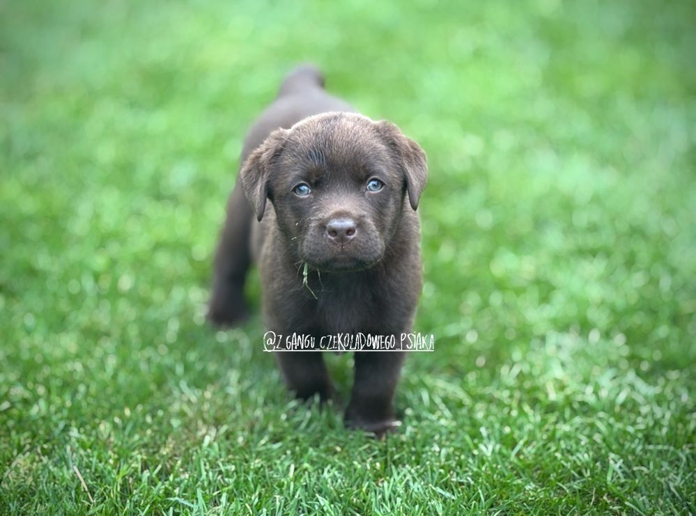 Labrador Retriver szczeniak czekoladowy suczka