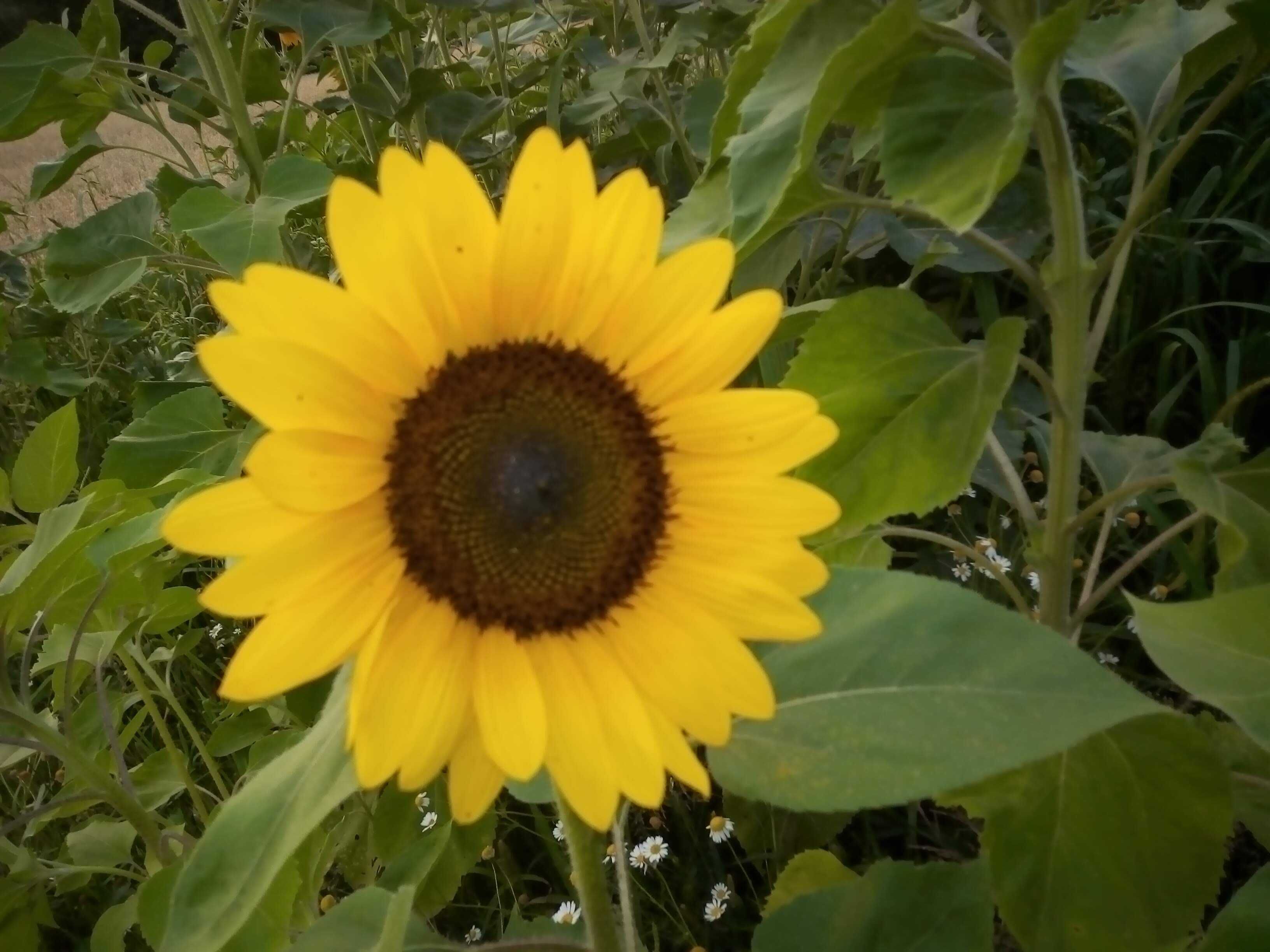Słonecznik ozdobny nasiona 1kg kwiat cięty wysyłka