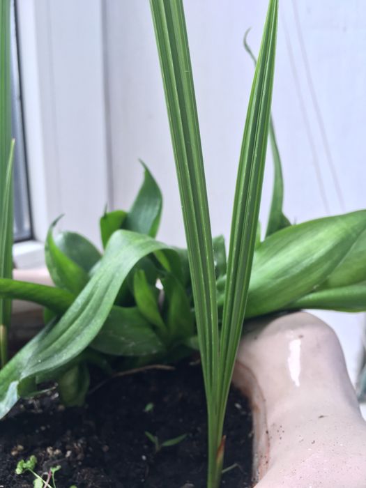 Фінік Сансиверия