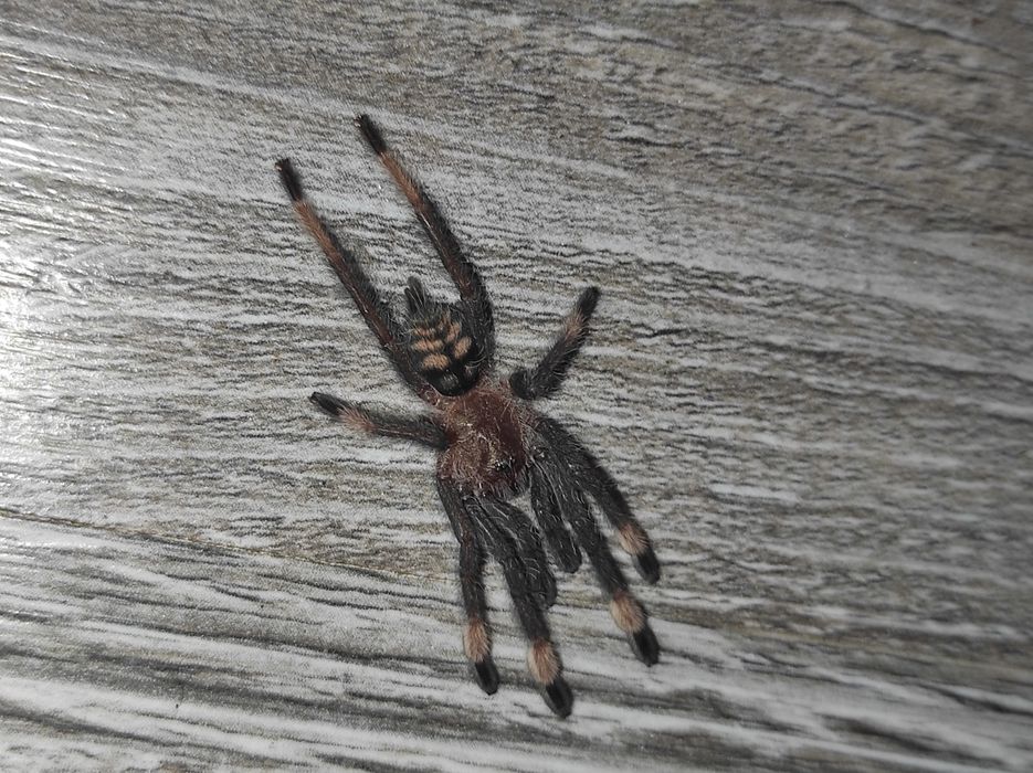 Psalmopoeus irminia