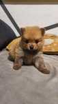SPITZ POMERANIAN Szpic miniaturowy