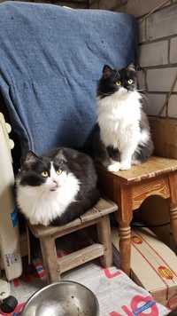 Нфльс и Василіса - котик і кішечка - дуже хочуть у сім'ю