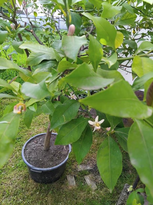 Лимон дерево з плодоношенням