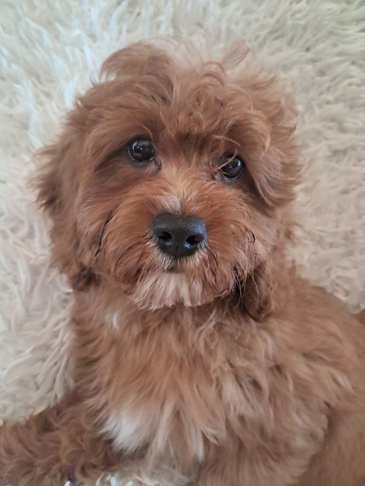 Cavapoo piesek red, mama cavalier tata pudel toy red
