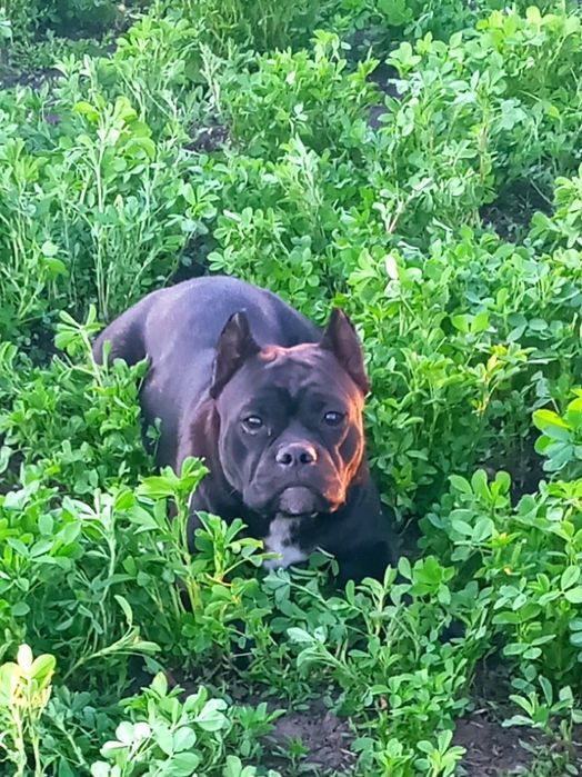 Чёрная девочка Ам стаф терьер.