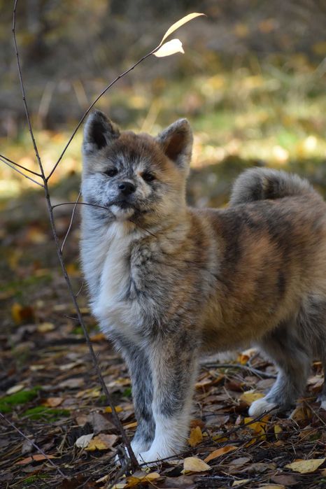 Akita, Akita Inu, Akita Japońska - suczka FCI/ZKwP pręgowana