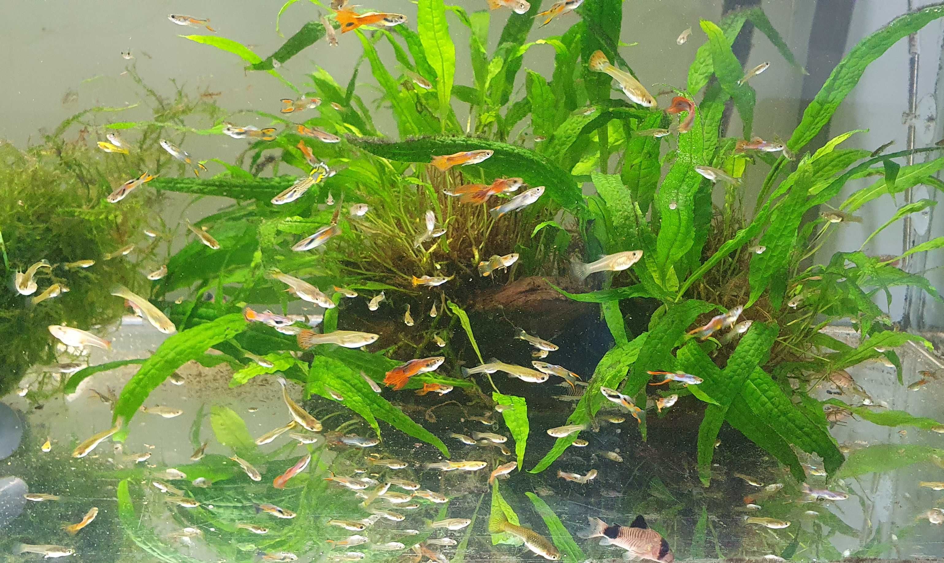 Gupiki wybrwione