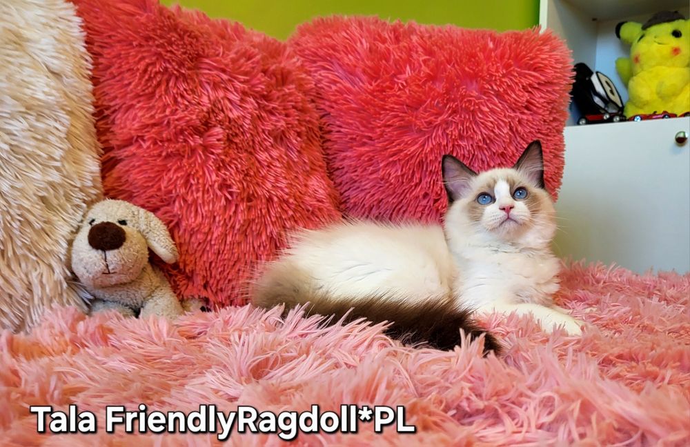 Przytulaśna kotecza ragdoll