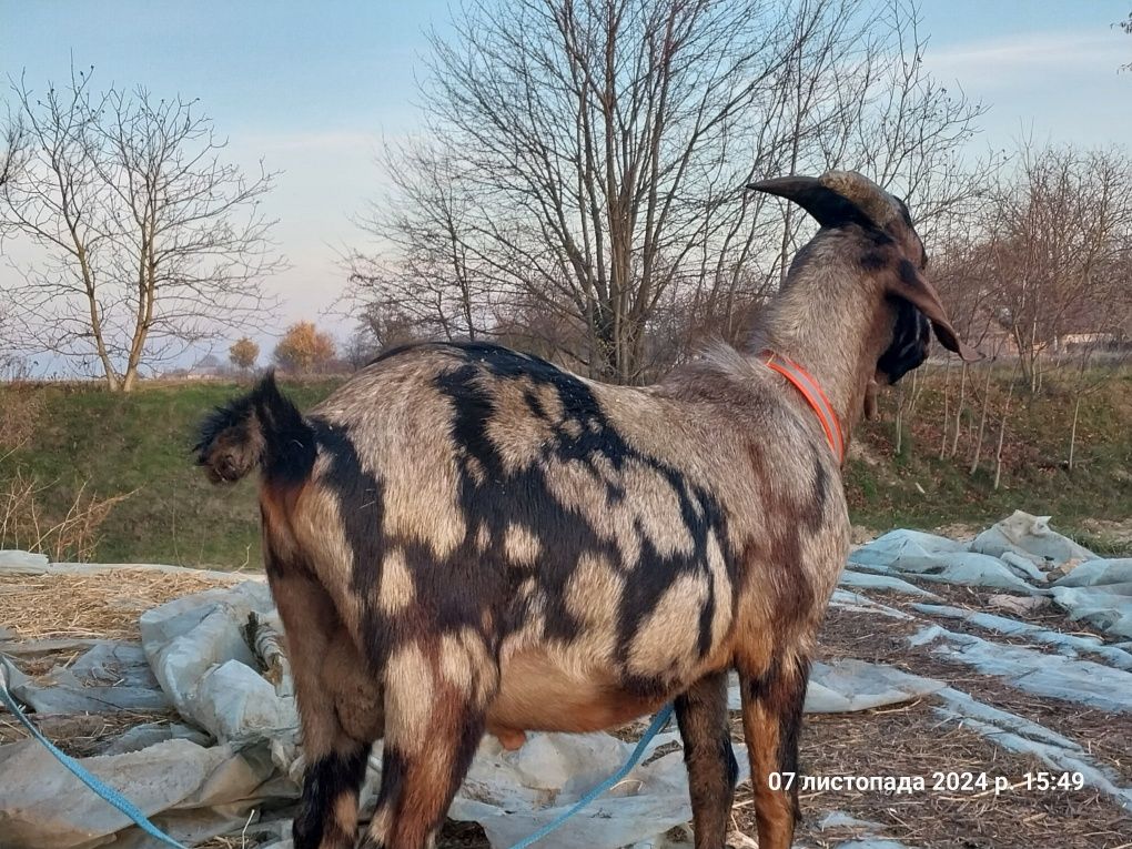 Цап англонубійський