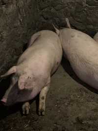 Продам свиней живою вагою!!