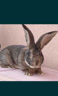Продам  кроликов  очень  красивые  и здоровые великан  порода