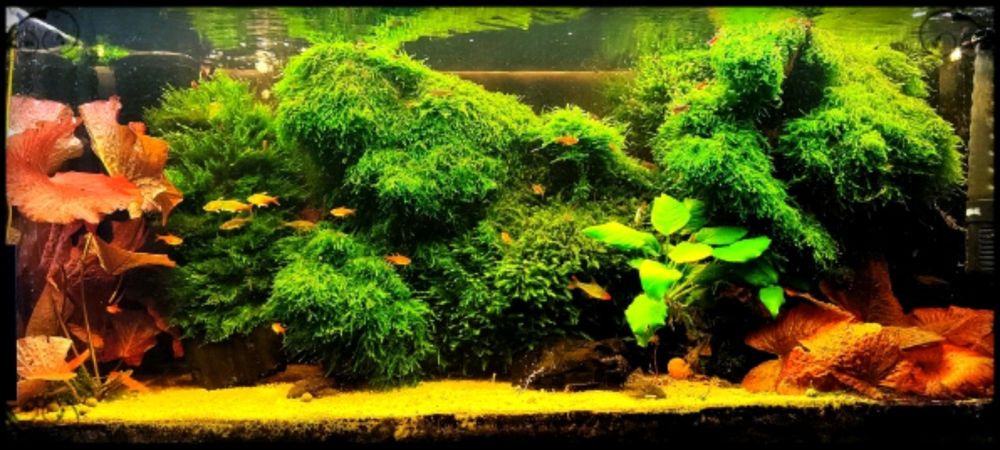 Sprzedam Mech do akwarium