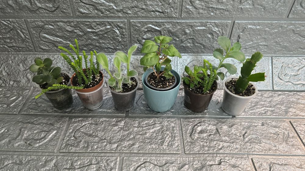 Кімнатні рослини не дорого