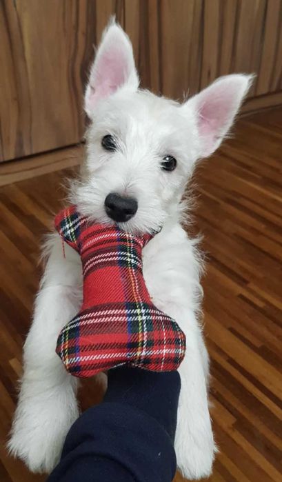 suczka West Highland White Terrier z metryką ZKWP po  Championie