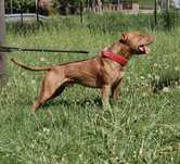 Szczenię American Pit Bull Terrier, Pitbull