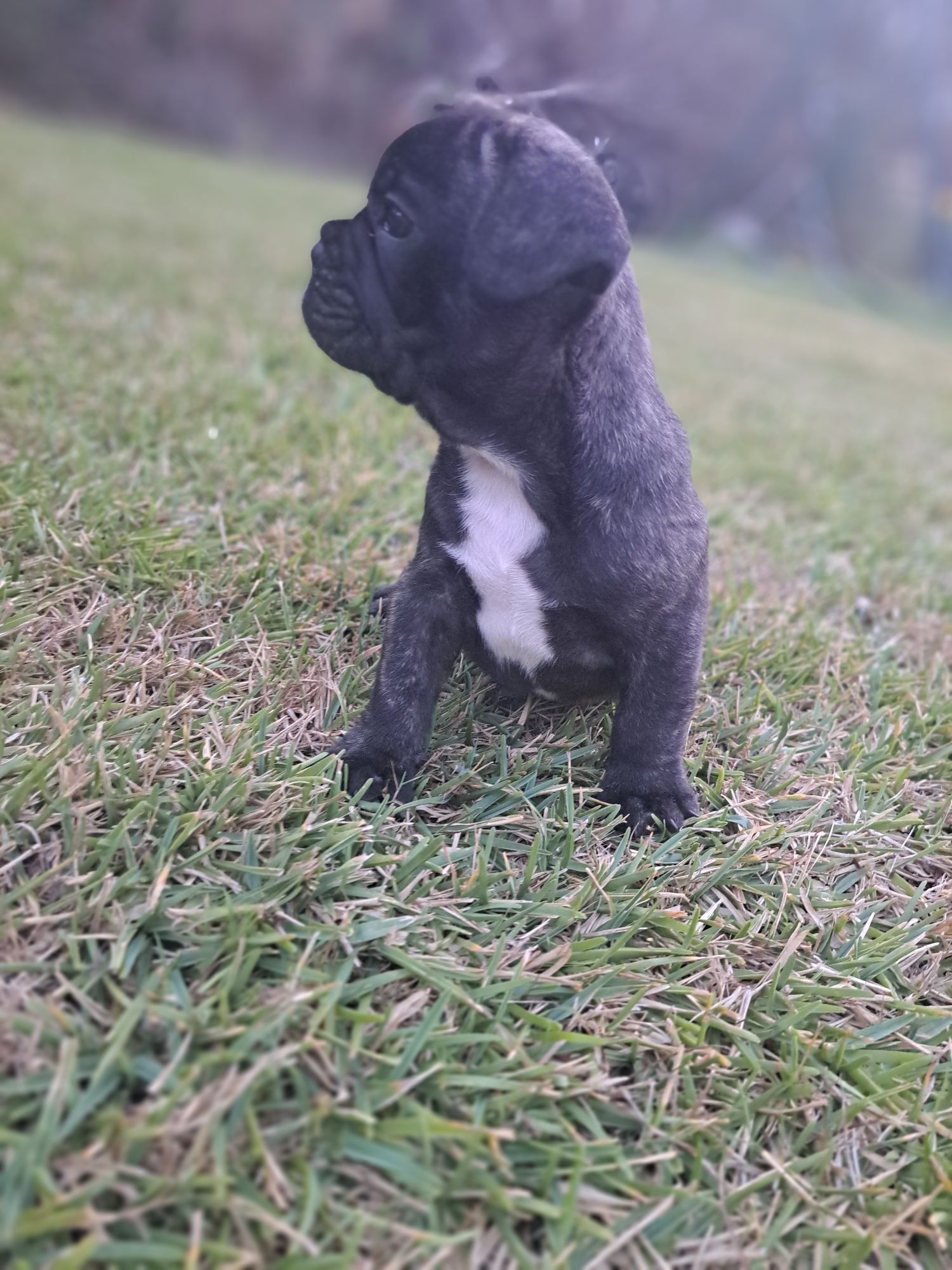 Bulldog francês macho