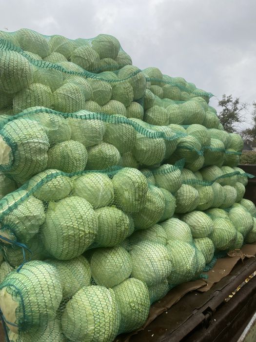 Капуста білокачана в обємі