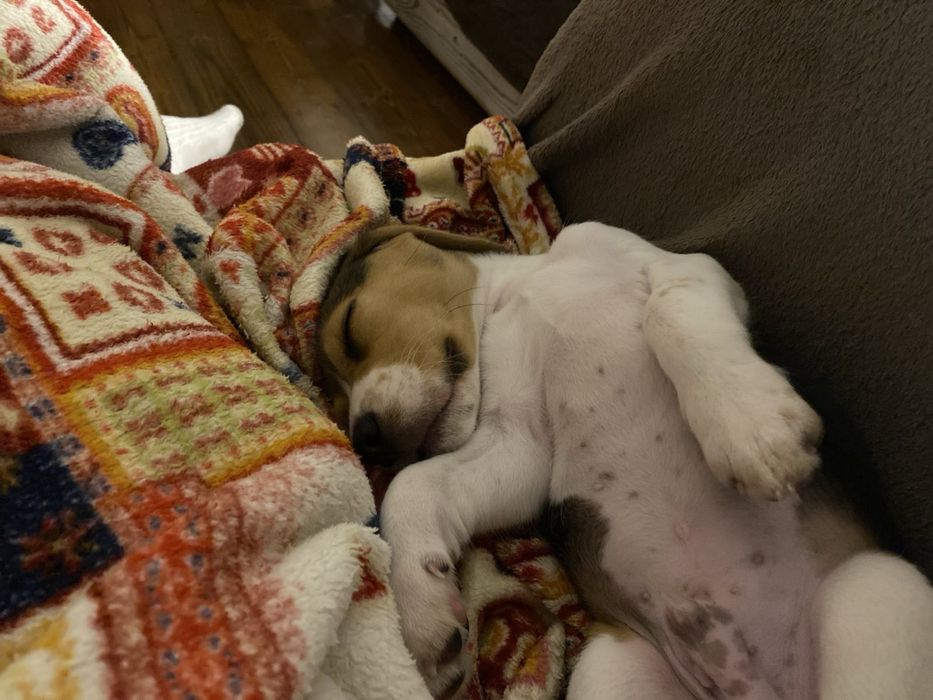 Няшні малюки бігля