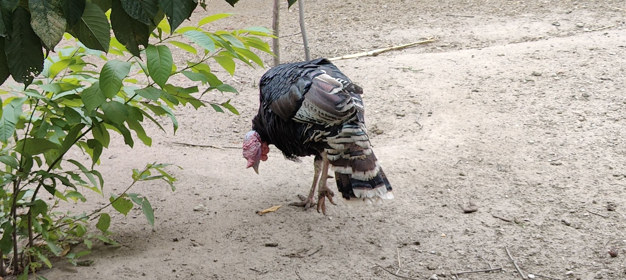 Vendo casal de perús.