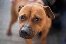 Cudowna pitbullka Jaka szuka kochającego domku