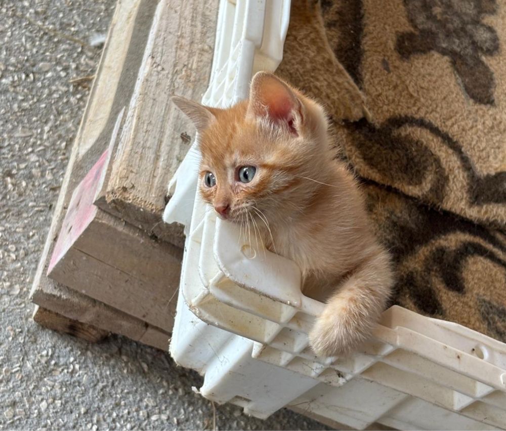 Gatinhos para adoção