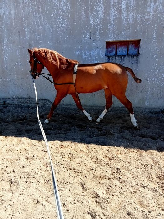 Cavalo PSL 5 anos