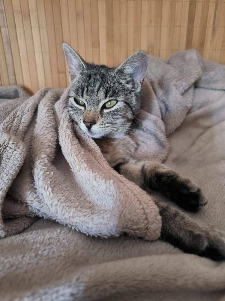 Klementynka kotka do adopcji