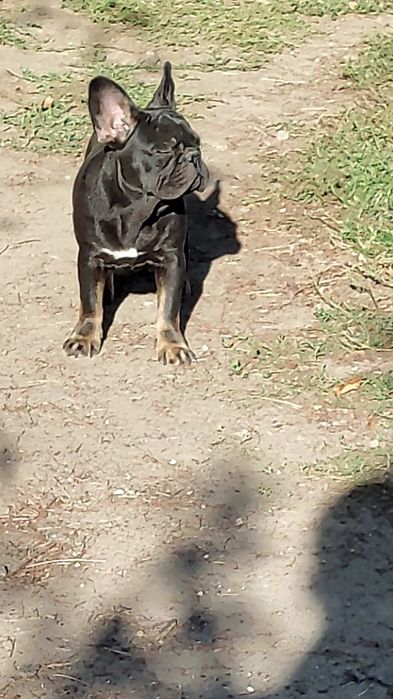 Дівчинка французький бульдог.