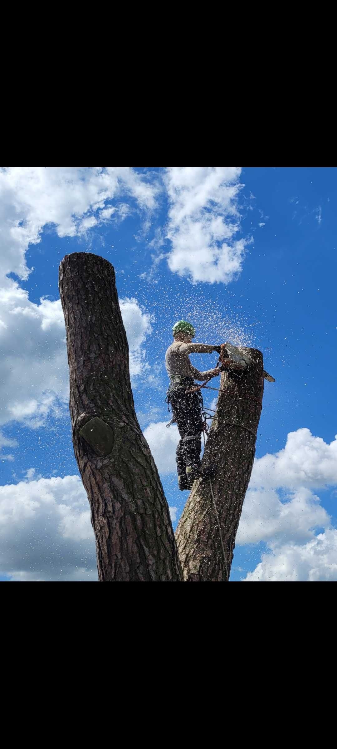 Wycinka drzew trudnch . Arborystyka, alpinistyka wycinka na linach