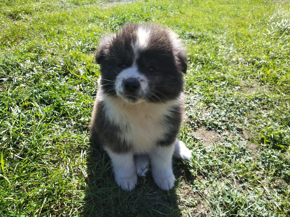 Długowłose Szczenię Japońska Akita Inu