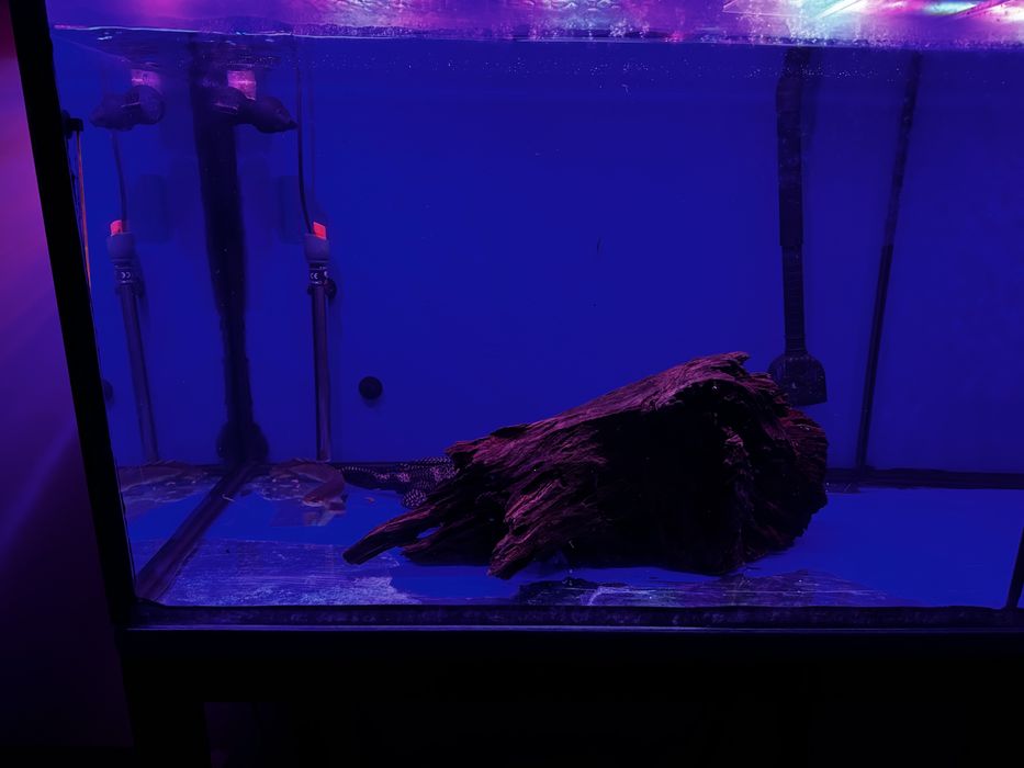 Aquario 2,60m com estrutura e filtros