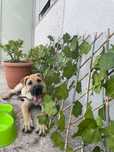 ADOÇÃO RESPONSÁVEL - sharpei cão bébé