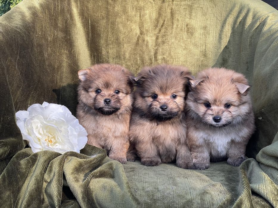 Дівчатка метис шпійорк