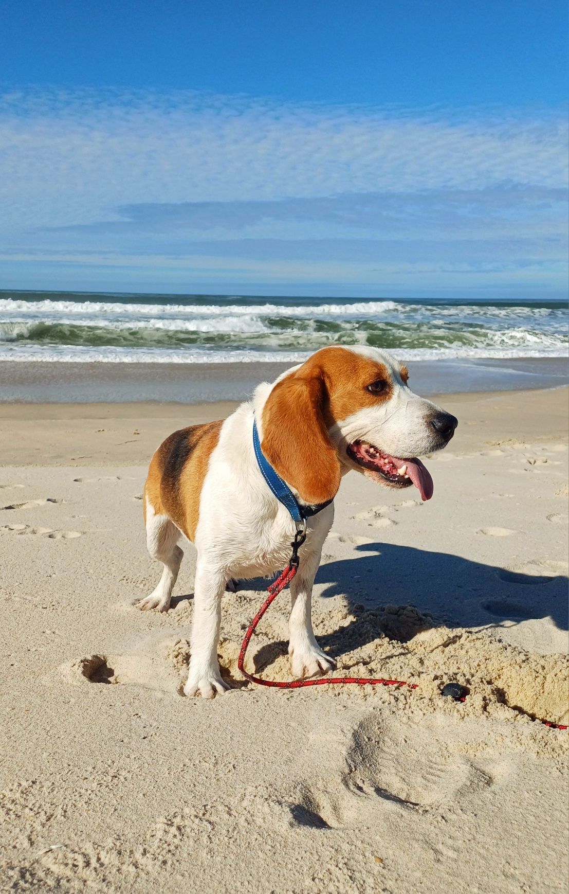 Beagle para adopção responsável