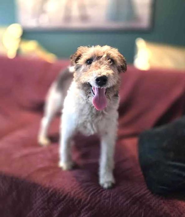 Kochany, bezdomny, bardzo pragnący miłości foxterier szuka domku