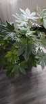 Duża Fatsia  japonica kwiat odbiór tylko osobisty