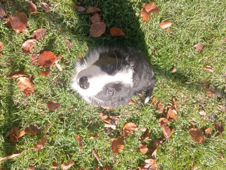 Piękny piesek border collie
