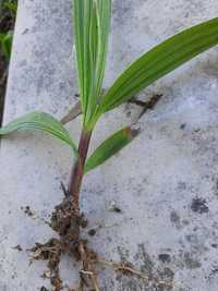 10 Plantas Palmeiras Washington Robusta, oferta dos portes