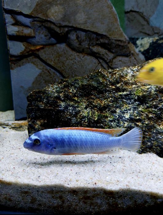 Labeotropheus trewavasae Luwala Reef F1,malawi,pyszczaki