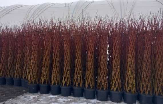 Wierzba pleciona salix americana Producent